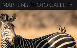 Martens Photo Gallery logo